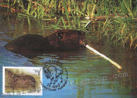 European beaver (Castor fiber)
